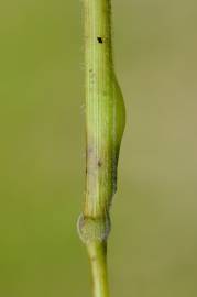 Fotografia da espécie Brachypodium sylvaticum