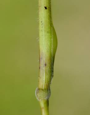 Fotografia 6 da espécie Brachypodium sylvaticum no Jardim Botânico UTAD