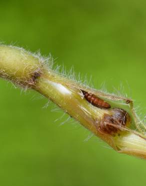 Fotografia 7 da espécie Brachypodium sylvaticum no Jardim Botânico UTAD