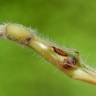 Fotografia 7 da espécie Brachypodium sylvaticum do Jardim Botânico UTAD