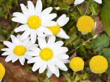 Fotografia da espécie Anthemis cotula