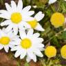 Fotografia 11 da espécie Anthemis cotula do Jardim Botânico UTAD