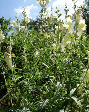 Fotografia 3 da espécie Antirrhinum braun-blanquetii no Jardim Botânico UTAD