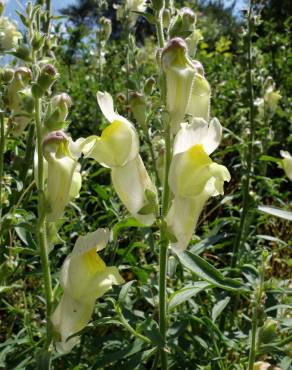 Fotografia 6 da espécie Antirrhinum braun-blanquetii no Jardim Botânico UTAD