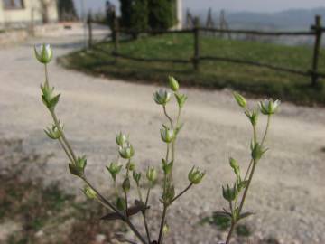 Fotografia da espécie Arenaria serpyllifolia subesp. leptoclados