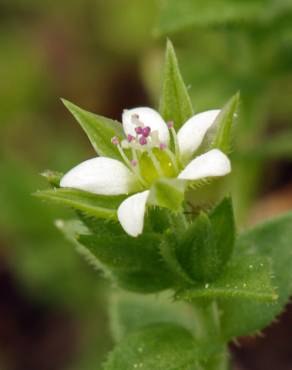 Fotografia 1 da espécie Arenaria serpyllifolia subesp. serpyllifolia no Jardim Botânico UTAD