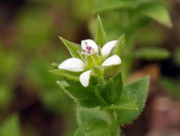 Fotografia da espécie Arenaria serpyllifolia subesp. serpyllifolia