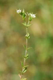 Fotografia da espécie Arenaria serpyllifolia subesp. leptoclados