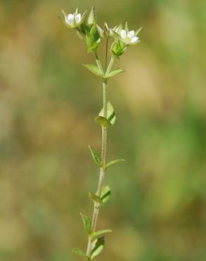 Fotografia 3 da espécie Arenaria serpyllifolia subesp. leptoclados no Jardim Botânico UTAD