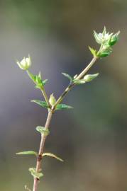 Fotografia da espécie Arenaria serpyllifolia subesp. leptoclados