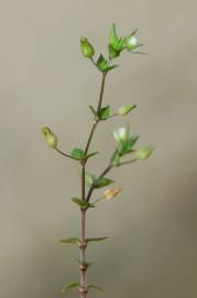 Fotografia da espécie Arenaria serpyllifolia subesp. leptoclados