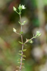 Fotografia da espécie Arenaria serpyllifolia subesp. leptoclados