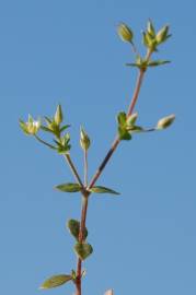 Fotografia da espécie Arenaria serpyllifolia subesp. leptoclados