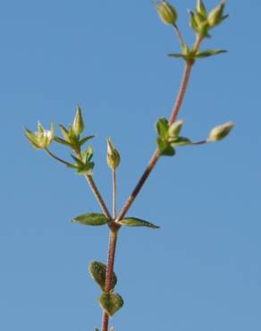 Fotografia 7 da espécie Arenaria serpyllifolia subesp. leptoclados no Jardim Botânico UTAD