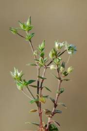 Fotografia da espécie Arenaria serpyllifolia subesp. leptoclados