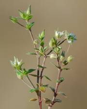 Fotografia da espécie Arenaria serpyllifolia