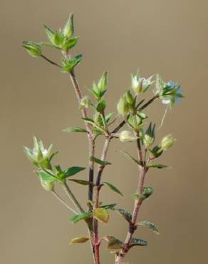 Fotografia 1 da espécie Arenaria serpyllifolia subesp. leptoclados no Jardim Botânico UTAD