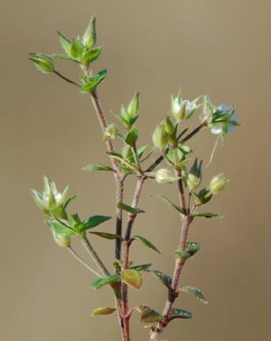 Fotografia de capa Arenaria serpyllifolia subesp. leptoclados - do Jardim Botânico