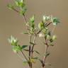 Fotografia 1 da espécie Arenaria serpyllifolia subesp. leptoclados do Jardim Botânico UTAD