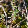 Fotografia 8 da espécie Arenaria serpyllifolia subesp. leptoclados do Jardim Botânico UTAD