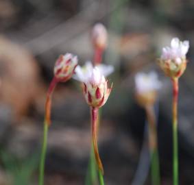 Fotografia da espécie Armeria eriophylla