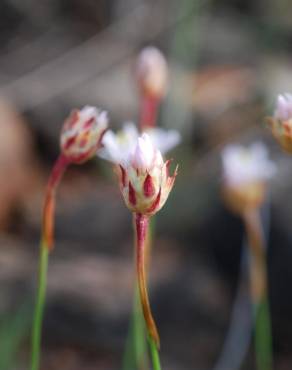 Fotografia 3 da espécie Armeria eriophylla no Jardim Botânico UTAD