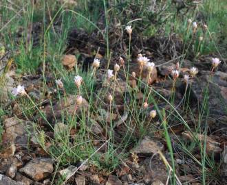 Fotografia da espécie Armeria eriophylla