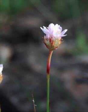 Fotografia 5 da espécie Armeria eriophylla no Jardim Botânico UTAD