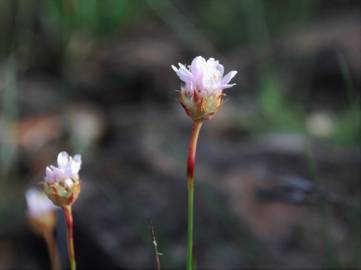 Fotografia da espécie Armeria eriophylla