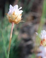 Fotografia da espécie Armeria eriophylla