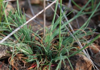 Fotografia da espécie Armeria eriophylla