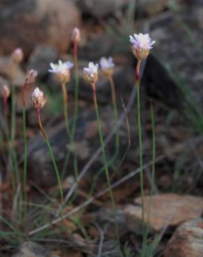 Fotografia 7 da espécie Armeria eriophylla no Jardim Botânico UTAD