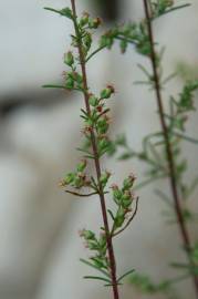 Fotografia da espécie Artemisia campestris subesp. glutinosa