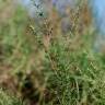Fotografia 3 da espécie Artemisia campestris subesp. glutinosa do Jardim Botânico UTAD