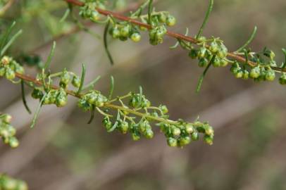 Fotografia da espécie Artemisia campestris subesp. glutinosa