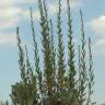 Fotografia 4 da espécie Artemisia caerulescens subesp. caerulescens do Jardim Botânico UTAD