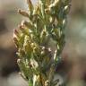 Fotografia 1 da espécie Artemisia caerulescens subesp. caerulescens do Jardim Botânico UTAD