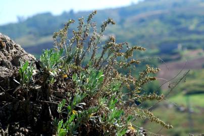 Fotografia da espécie Artemisia caerulescens subesp. caerulescens