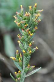 Fotografia da espécie Artemisia caerulescens subesp. caerulescens