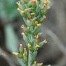 Fotografia 8 da espécie Artemisia caerulescens subesp. caerulescens do Jardim Botânico UTAD
