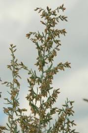 Fotografia da espécie Artemisia caerulescens subesp. caerulescens