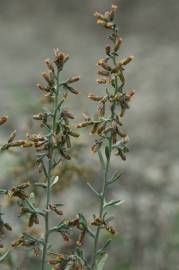 Fotografia da espécie Artemisia caerulescens subesp. caerulescens