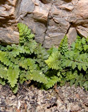 Fotografia 3 da espécie Asplenium petrarchae subesp. petrarchae no Jardim Botânico UTAD