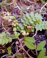 Fotografia da espécie Asplenium petrarchae