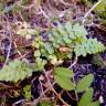 Fotografia 1 da espécie Asplenium petrarchae subesp. petrarchae do Jardim Botânico UTAD