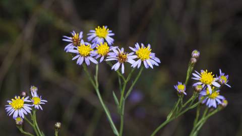 Fotografia da espécie Galatella sedifolia