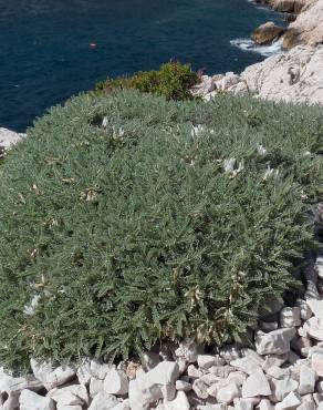 Fotografia 3 da espécie Astragalus tragacantha no Jardim Botânico UTAD