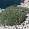 Fotografia 3 da espécie Astragalus tragacantha do Jardim Botânico UTAD