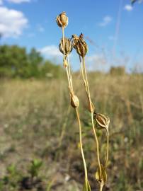 Fotografia da espécie Blackstonia acuminata subesp. acuminata