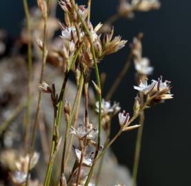 Fotografia da espécie Bufonia macropetala